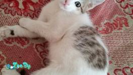 Кошечка в дар