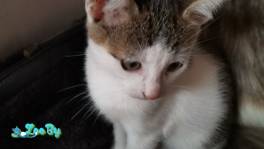 Котёнок к дар