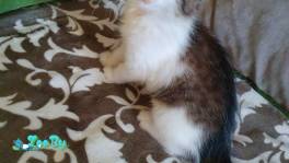 Котенок Милочка в добрые руки