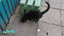 Срочно нужен дом ласковому котику 