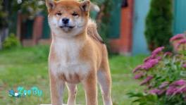 Щенки Сиба-ину