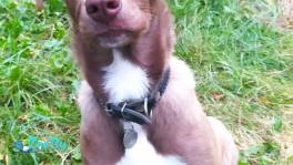 Девчулька щенок в добрые руки 