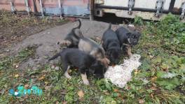 Щенки в дар!