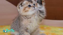 Котята шотландские ЗОЛОТАЯ ШИНШИЛЛА