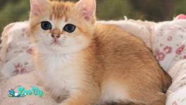 Шикарный шотландский котёнок ЗОЛОТАЯ ШИНШИЛЛА