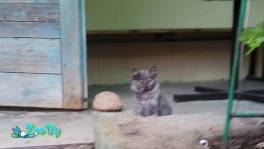 Забери в Минске, кто хотел маленького месячного котенка