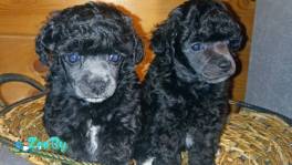 Продам щенков пуделя