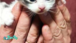 Маленькие кошечки