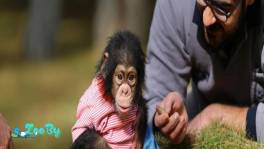 шимпанзе ищет новый дом WhatsApp +34633845563