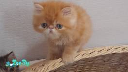 Персидский малыш