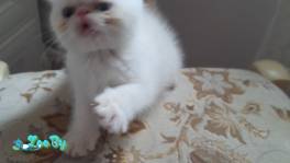 Котенок Экзот