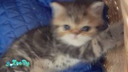 Котенок Экзотический