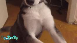  Сибирская хаска