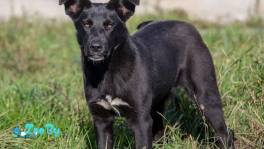 Бусинка ищет дом