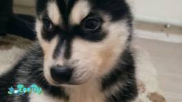 Продаются щенки хаски