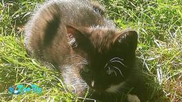 Котёнок 