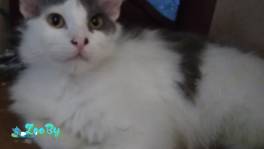 Котики в дар