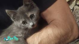 Котенок девочка в дар