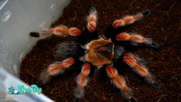 Пауки-птицееды самки