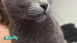 Котята Русские голубые