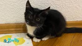 Спасите котёнка от холода