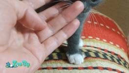 Котёнок в хорошие руки 