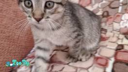 Отдам котят в хорошие руки
