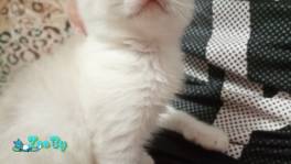 Отдам даром двух котят