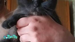 Молодой британец 