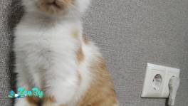 Котёнок  мальчик 2.5 месяца в добрые руки 