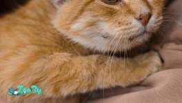 Кот Персик в добрые руки