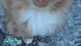 Рыженький котик ищет дом