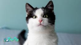 Котенок Остин