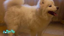 Красавчик самоед 