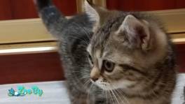 Британский котенок мальчик продажа