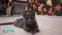 Шотландский котёнок голубого окраса скоттиш страйт