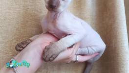 Девочка петерболд 