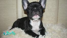 Французкий бульдог