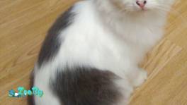 Милый котенок в дар