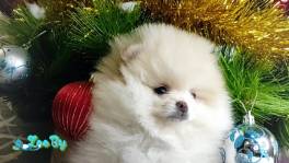 Померанский шпиц, щенки. Мини, мишки