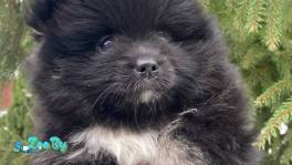 Померанский шпиц