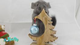 Шиншилла фиоэбони 2,5 мес