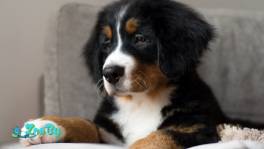 Щенки бернского зенненхунда 