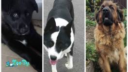 Щенок в дар 