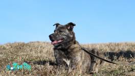 Луна ищет дом