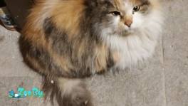 3-х цветная кошка ищет дом.