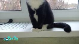 Потерялась кошка