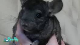 Шиншилла-девочка 