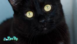 Мулат - космос-кот 