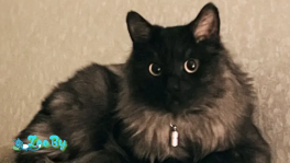 Кота - самец, 1.5года стерилизованный домашний. 